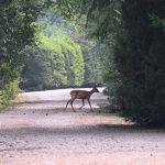 article image - France